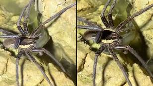 Spider catches and eats fish in horrifying video