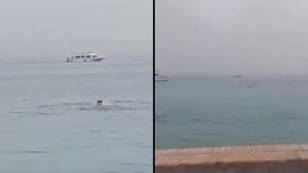 Man mauled to death and eaten by shark off Egyptian tourist resort