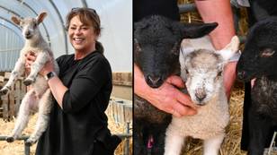 Three lambs 'destined for the dinner plate' get adopted as pets after their mother rejected them