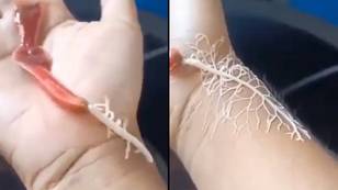 Alien-like creature that shoots tree-like web to take over prey is absolutely terrifying