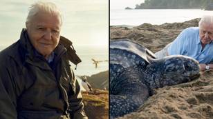 David Attenborough earned a staggering amount per minute from latest TV shows