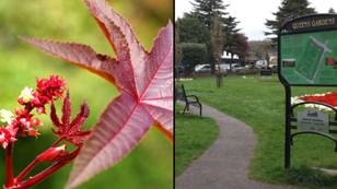 Woman finds 'world's deadliest shrub' in public flowerbed