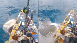 Terrifying moment tiger shark rams into man's kayak after 'mistaking it for prey'