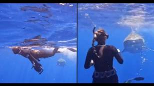 Expert shows why you should never swim away from a shark if you come face to face with one