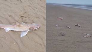 Mystery of 30 dead sharks washed up on UK beach may never be solved
