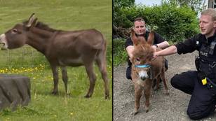 Baby donkey reunited with ‘distressed' mum that had been crying since being stolen