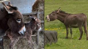 'Distressed' donkey 'cries' for her newborn foal after it was stolen from animal farm