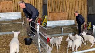 Critics Slam Gordon Ramsay For Posting Video Where He Selects Lamb For Slaughter