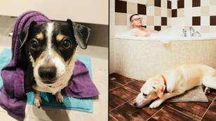 Pet owners given deadly warning to never let dogs near the bathroom