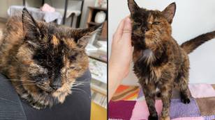 Flossie wins Guinness World Record for being the oldest cat on the planet