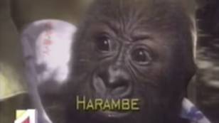 News Report From 1999 Shows How Harambe The Gorilla Got His Name