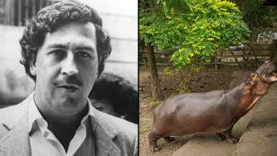 Pablo Escobar’s 'cocaine hippos' to be moved overseas costing $3.5 million