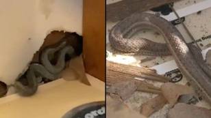 First time house buyer finds snakes in walls of new home after they felt 'warm'