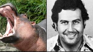 Escaped hippo once belonging to Pablo Escobar killed in horror highway crash