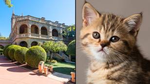 Rich family offers up free stay in mansion in return for a full-time nanny for their cat