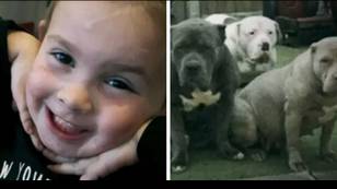 Toddler patted 'lovely' XL bully dogs just one day before five of them viciously attacked her