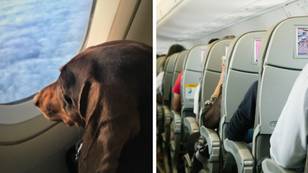 Couple hit out at airline over 'farting dog' which they claim ruined their 13-hour flight