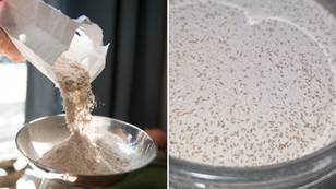 Expert shares how to correctly store flour after woman makes terrifying discovery