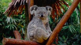 Koalas Are Going Extinct In Australia