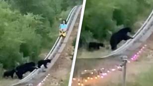 People horrified as woman comes within touching distance of black bear but has nowhere to run