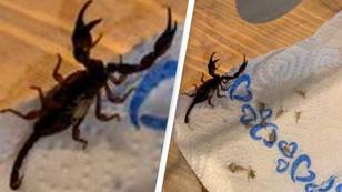Woman Terrified After Finding 18 Scorpions In Suitcase After Holiday