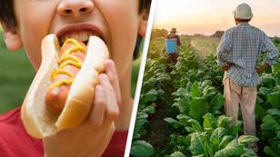 Scientists reveal shocking number of American kids think hot dogs and bacon are plants