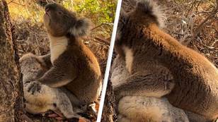 Heartbroken koala spotted mourning its female friend in upsetting footage