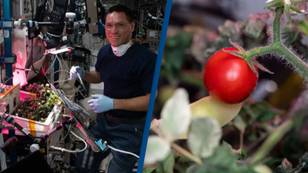 Mystery of first tomato ever grown in space that went missing has finally been solved