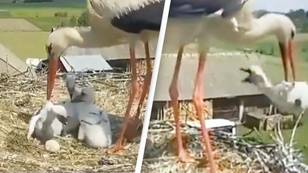 Heartbreaking moment stork gives up its own chick to ensure survival of the others