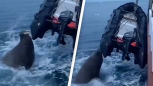 Shocking moment walrus 'deliberately' punctures speedboat using its tusks
