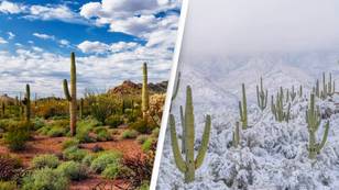 North America's hottest desert sees first snowfall in decades in shocking image