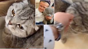 Video emerges of Hasbulla hitting pet cat