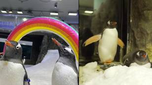 Lyle Shelton has accused Sydney's iconic penguin gay couple of a showmance