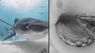 Unbelievable moment shark swallows diver’s camera and films its own insides