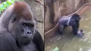 New Harambe documentary showing unreleased footage of the gorilla available to watch for free in UK