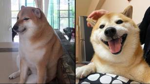 The dog behind the iconic Cheems Doge meme has sadly died