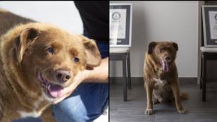 Owner of world's oldest dog Bobi says special diet helped it live to 31
