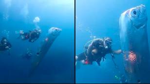 Terrifying 6ft-long sea creature believed to be sign of pending disaster found by divers