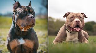 Exact date XL Bully dogs will be banned in UK has been confirmed