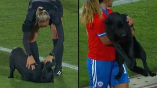 Dog Invades International Football Match And Demands Belly Rubs And Loads Of Pats
