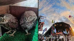 Young owls rescued after being trapped under Glastonbury stage