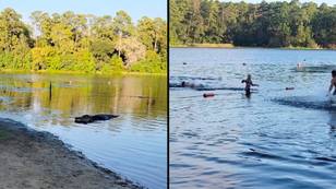 Huge alligator in 'attack mode' creeps up on kids in water