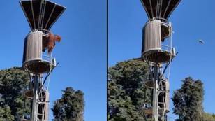 Orangutan hilariously seen throwing unwanted possum from its zoo enclosure