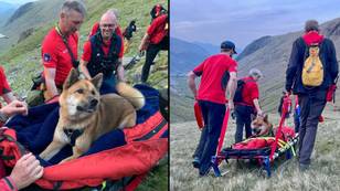 Injured and exhausted dog saved by mountain rescuers at Scafell Pike