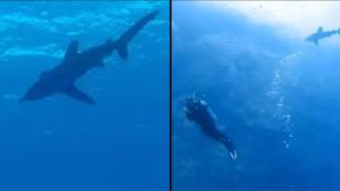 Man who filmed vicious shark attack so clear you could hear scream is still haunted by it