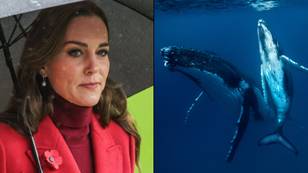 Fox News awkwardly called Kate Middleton the ‘Princess of Whales’
