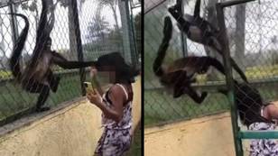 Monkeys Grab Girl Through The Bars After She Repeatedly Hit Their Enclosure