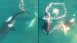 Rare Footage Shows Three Killer Whales Killing Great White Shark To Tear Out Liver
