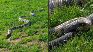 Pet owner sparks debate after taking 20 pet snakes to sunbathe in local park