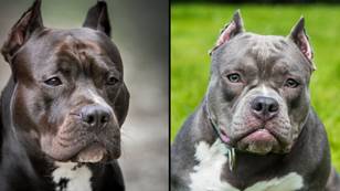 The fate of American XL bully dogs if they're banned in UK